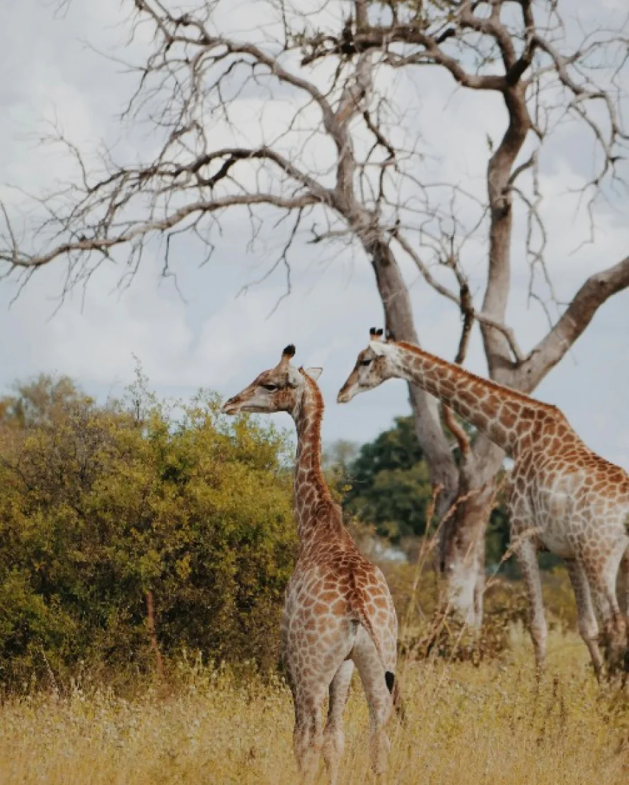 Botswana cover image