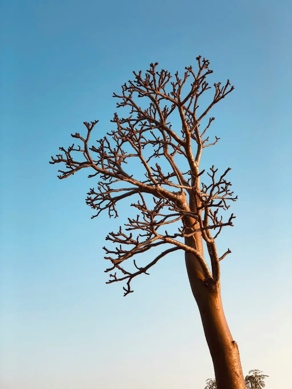 Madagascar cover image
