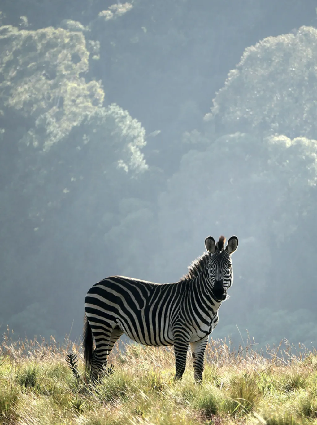 Malawi