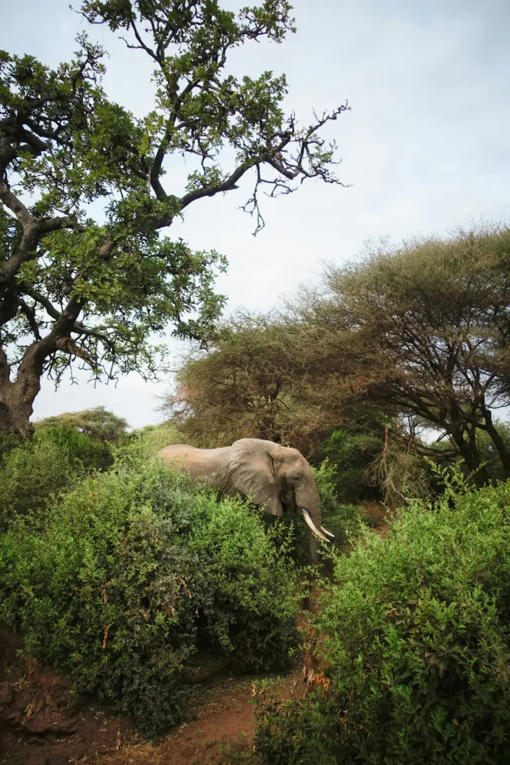 Tanzania cover image