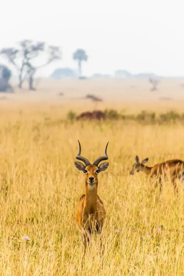 Uganda